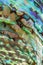 Close up Background of blue, green and purple abalone pearl shell, vertical composition