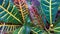 Close up the background of colorful leaves Croton Petra. Selective focus