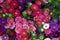 Close up background of colorful marguerite flowers