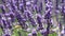 Close up background of lavender flowers field