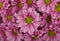 Close up background of pink chrysanthemum flowers