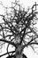 Close-up background, silhouette, trunk and branches of a dry dead tree with a sky white background at autumn