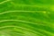 Close up of backlit Beautiful  Pattern Green leaf