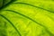 Close up of backlit Beautiful  Pattern Green leaf