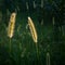 Close up of backlit bristle grass in field, problematic green foxtail