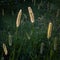 Close up of backlit bristle grass in field, problematic green foxtail