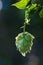 Close-up of a backlit common hop cone