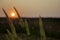 Close up of backlit native grass with lens flare and sunset background in dawn