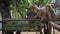 Close-up of Bactrian camel eating grass.