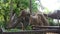 Close-up of Bactrian camel eating grass