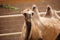 Close up of a Bactrian two hump camel with it`s mouth open. Camelus bactrianus