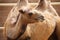 Close up Bactrian two hump camel with shedding coat hair, chewing grass. Camelus bactrianus