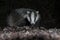 close up of a badger