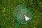 Close up badminton rackets and shuttlecock laying on green grass, Copy space