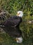 Close up of a Bald Eagle