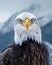 Close Up of Bald Eagle With Mountain Background