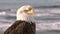 Close up of bald eagle with sea in the background