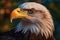 Close-up of Bald Eagle Wings in Alaska