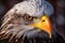 Close-up of Bald Eagle Wings in Alaska