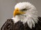 Close up of a bald eagle, yellow beak