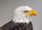 Close up of a bald eagle, yellow beak