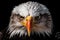 close-up of a bald eagles fierce gaze and sharp beak