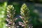 Close up of Balkan bears breeches,Acanthus hungaricus