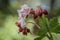 Close-up of a Balkan cranesbill flower and blossoms in a rock garden, Germany