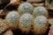 Close-up of ball cactus exotic plant with sharp spines