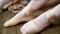 Close up, ballerinas change their shoes into special ballet shoes, pointe shoes, lace with ballet ribbons, on an old