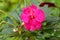 Close up of balsam Impatiens, balsam garden, rose balsam, touch-me-not flowers. Blooming pink flower in garden. Macro of bright