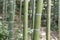 Close up of bamboo in forest