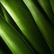 Close Up Bamboo Leaf: Organic Contours In Uhd