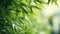 A close up of a bamboo plant with green leaves