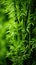 A close up of a bamboo plant with green leaves