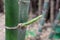 Close up bamboo shoots, Green soft peak.