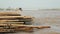 Close-up of bamboo stalks stored in water