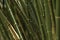 Close-up Bamboo tree in formal garden. Horizontal color image.