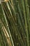 Close-up Bamboo tree in formal garden. Vertical color image.