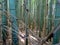 Close up of Bamboo trunks at the Arashiyama Bamboo Forest