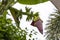 Close-up Banana Cabbage on banana tree background