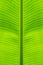 Close-up of banana leaf straight stalk at middle beautiful from green background and natural texture