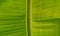 Close-up of a banana palm tree leaf. Plant, sapientum.