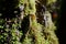 Close up of banana slug on mossy bark of maple tree lit by morning sun