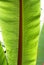 Close up of banana tree leaf