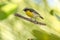 Close-up of a Bananaquit Bird on a branch