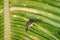 Close up of a Bananaquit Bird in Curacao