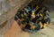 Close up Banded Krait Snake or Bungarus fasciatus Coiled on The