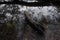 Close-up of the bank of the pond, reflection of branches, dead wood