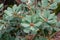 Close up of banksia cluster leaves on a branch